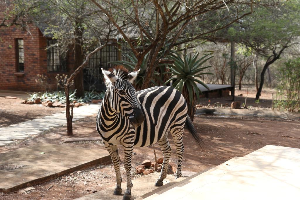 Villa Zazu Marloth Park Kültér fotó