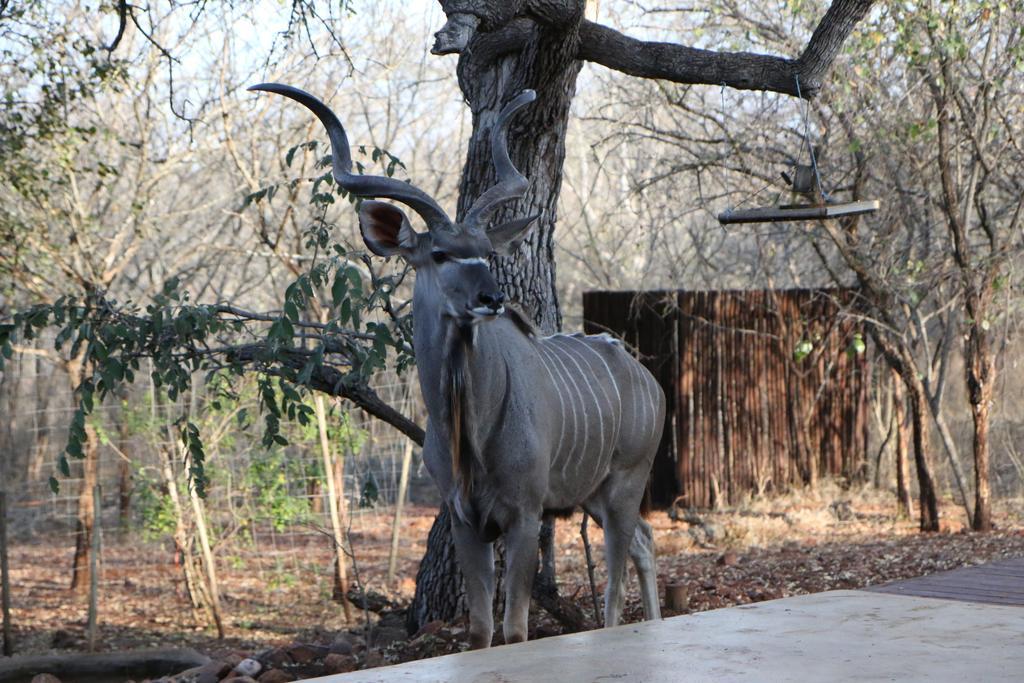 Villa Zazu Marloth Park Kültér fotó